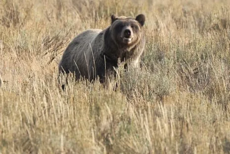 Hiker Injured by Wild Animal in National Park Transported to Hospital